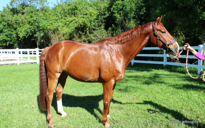 Herba Coat Product Review