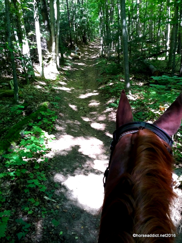 The Siren Call of the Forest Trail
