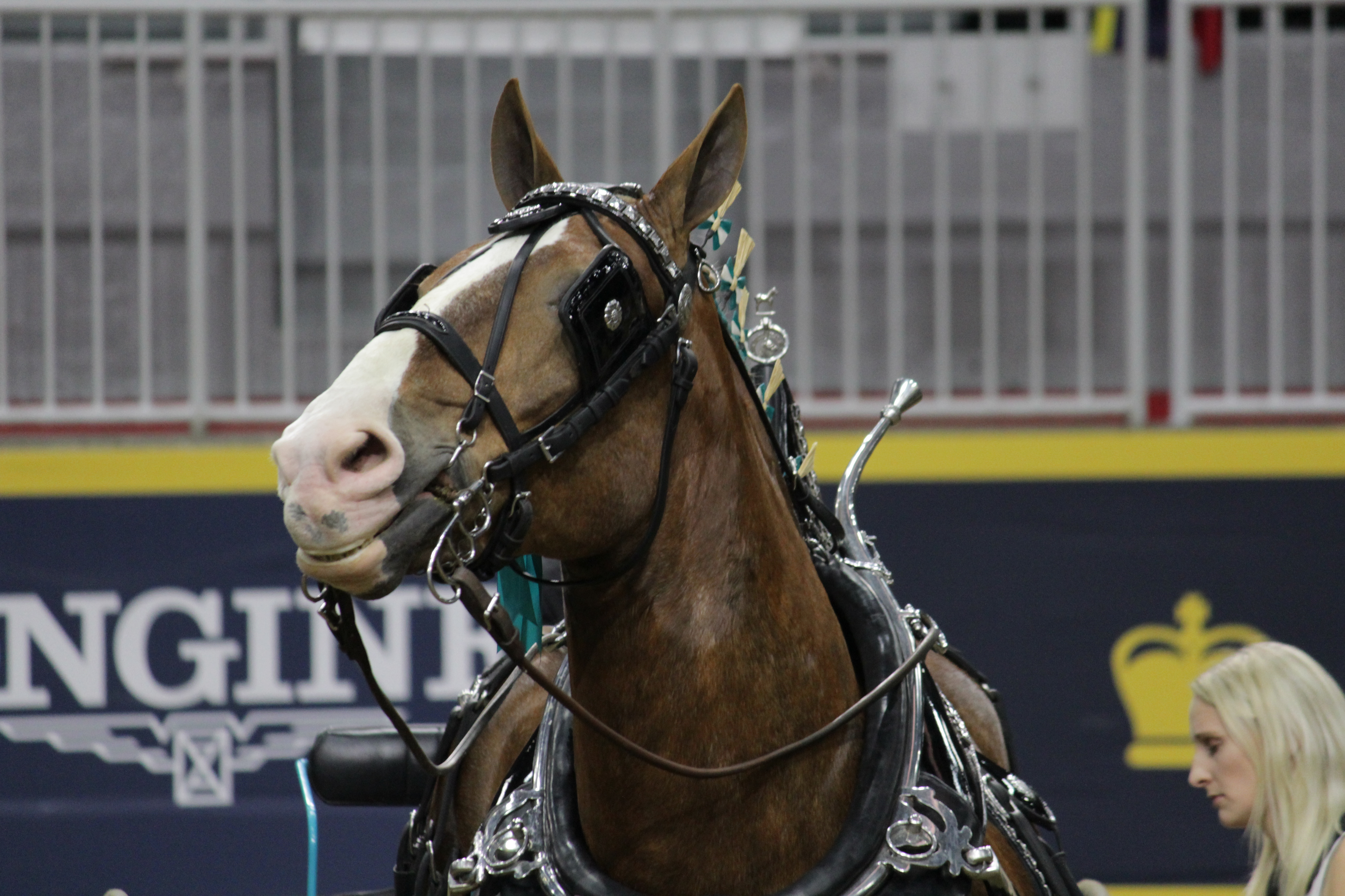 Monday Minstrel: A Photobomber Horse!