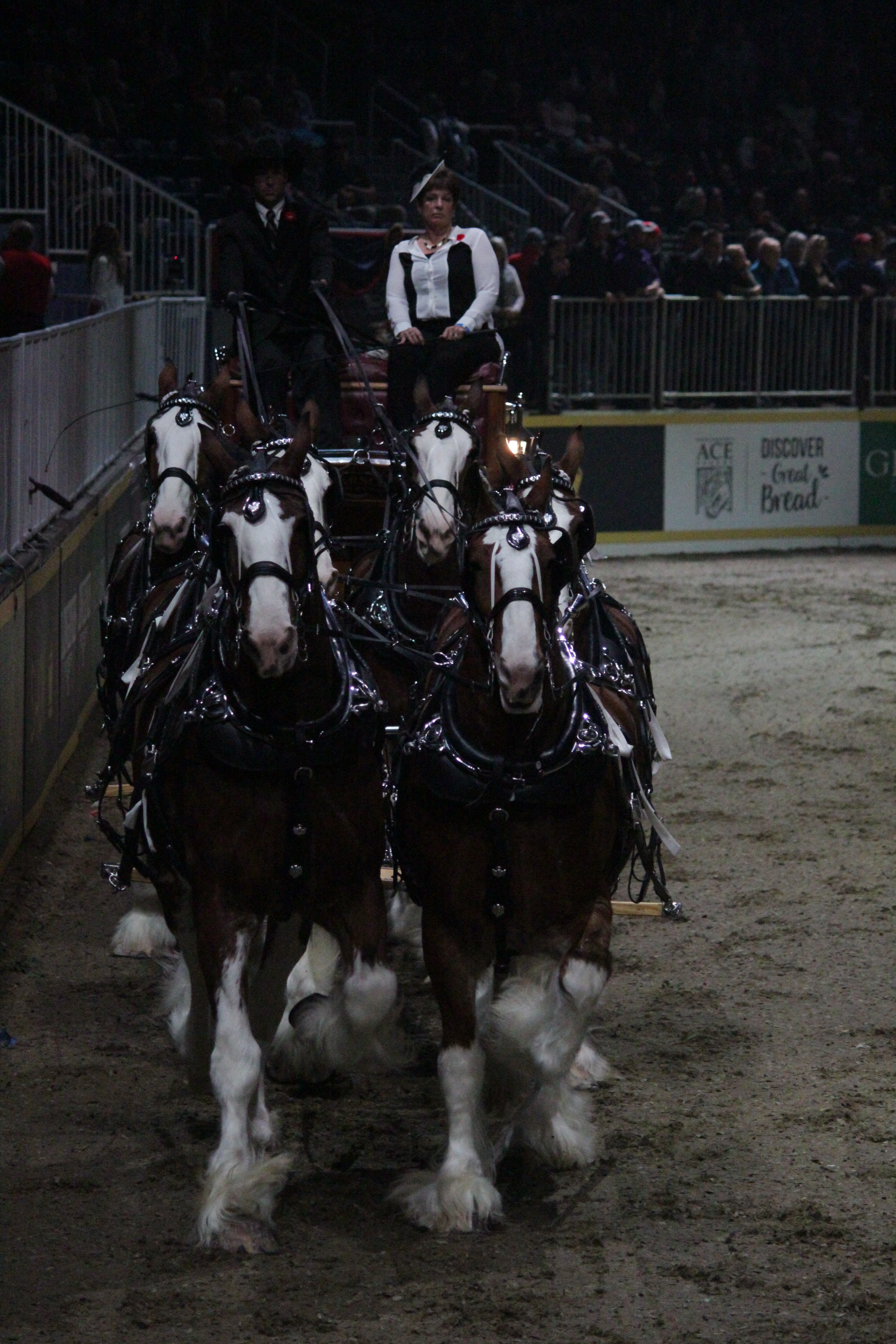 A Visit to the Royal Winter Fair