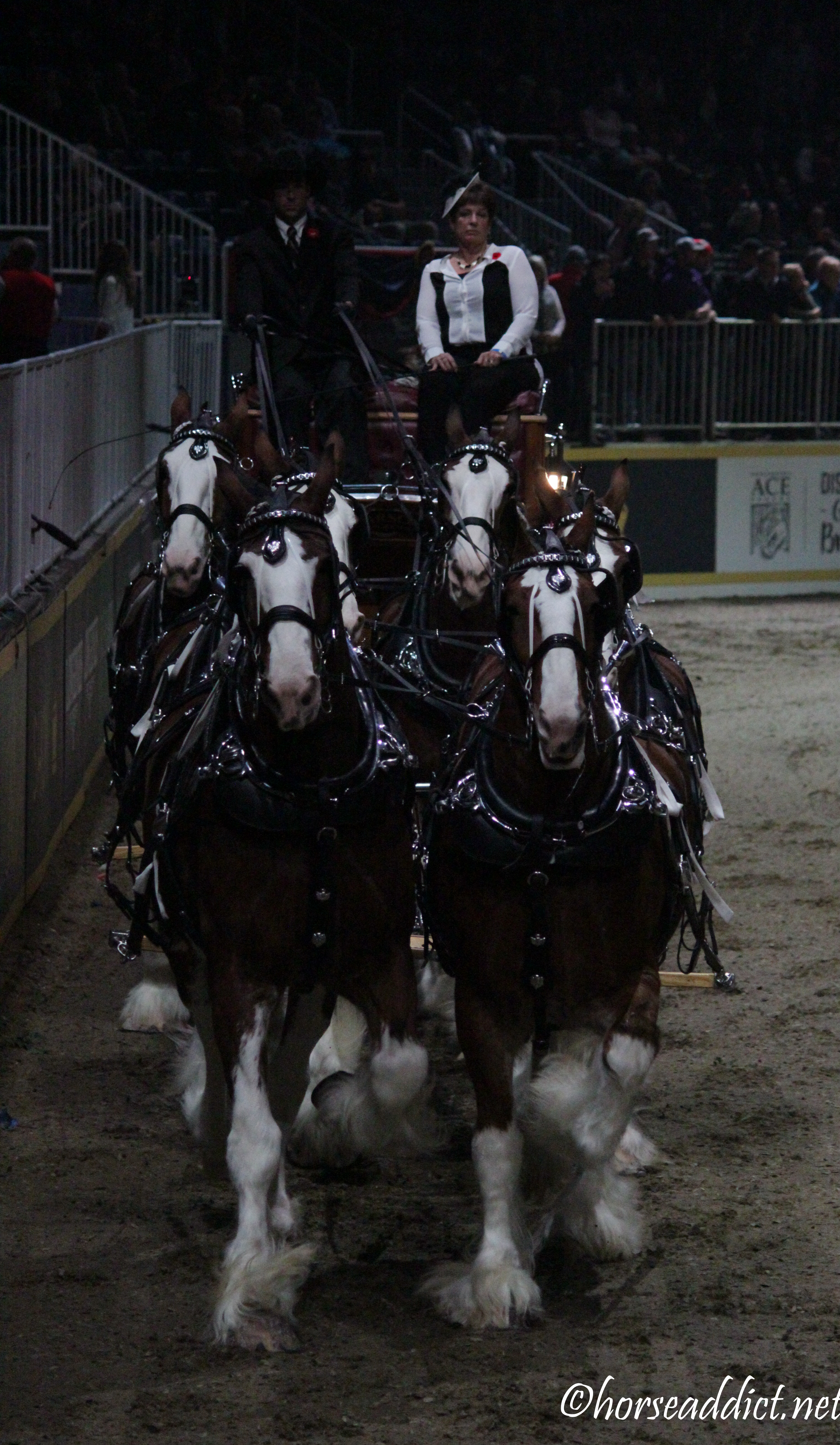 Into the Stadium: The Clydesdale Six Horse Hitch