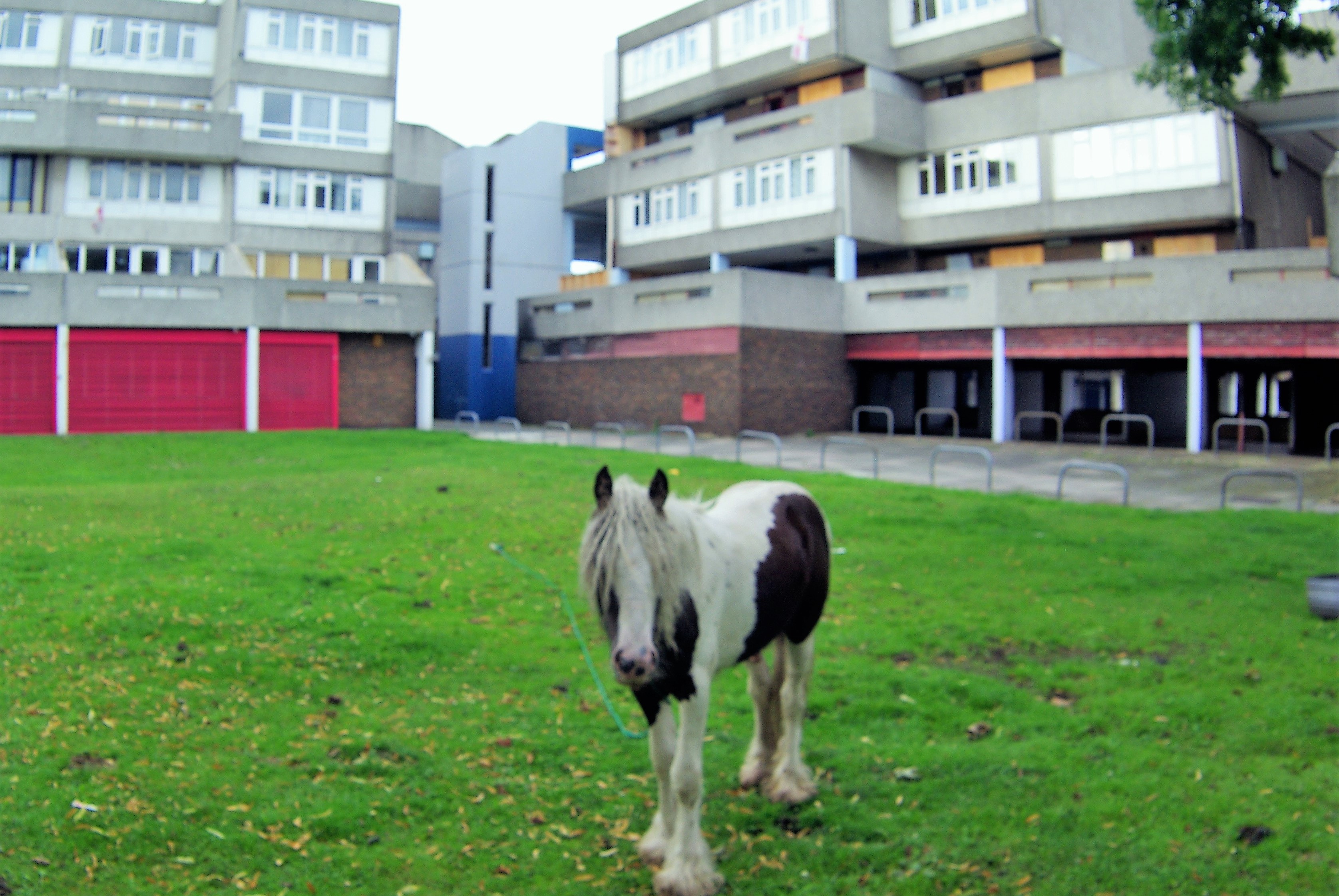 Monday Minstrel–The Urban Gypsy Horse
