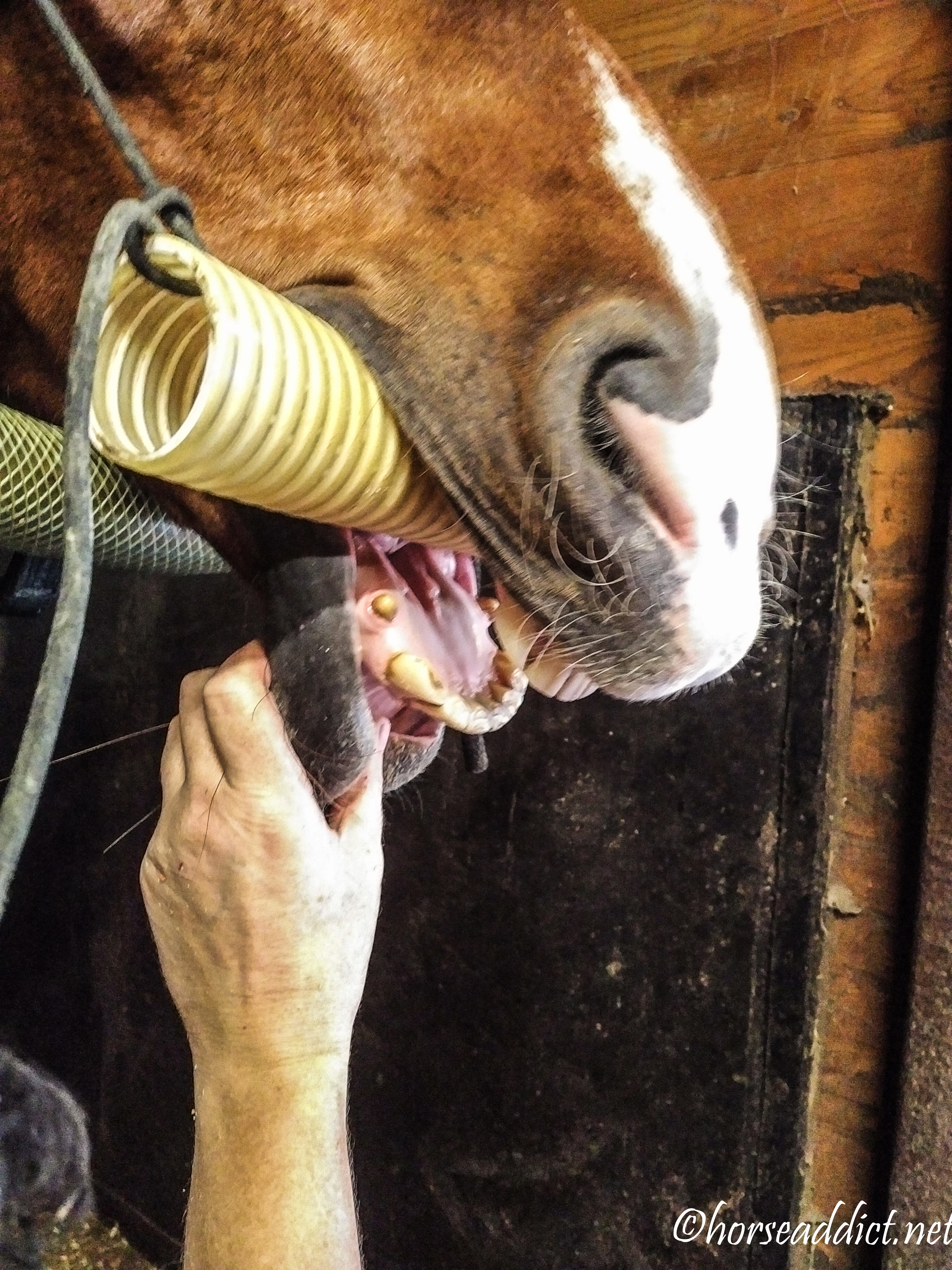 Biasini Speaks: The Equine’s Dentist!