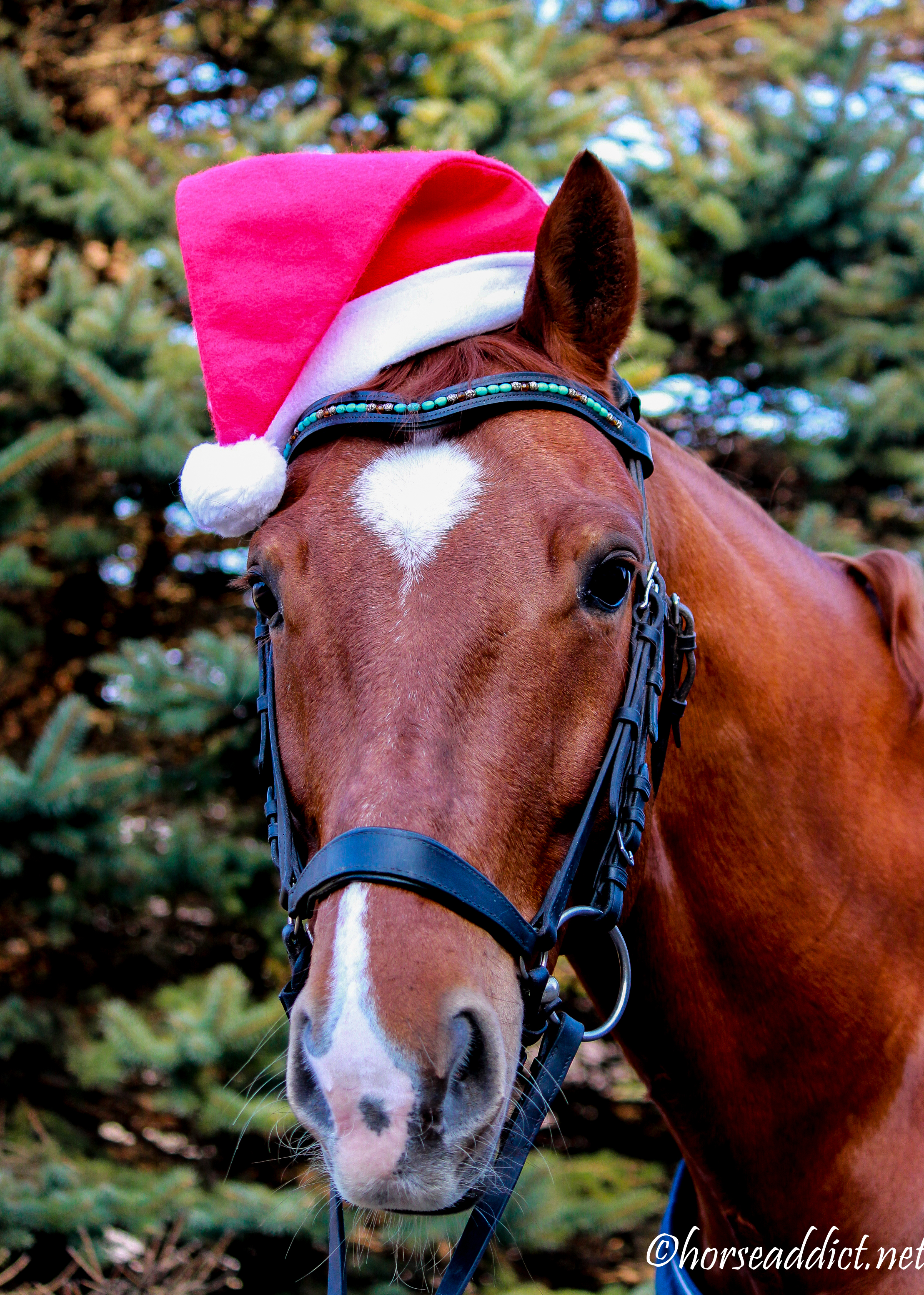 chestnut horse wearing Santa Hat
