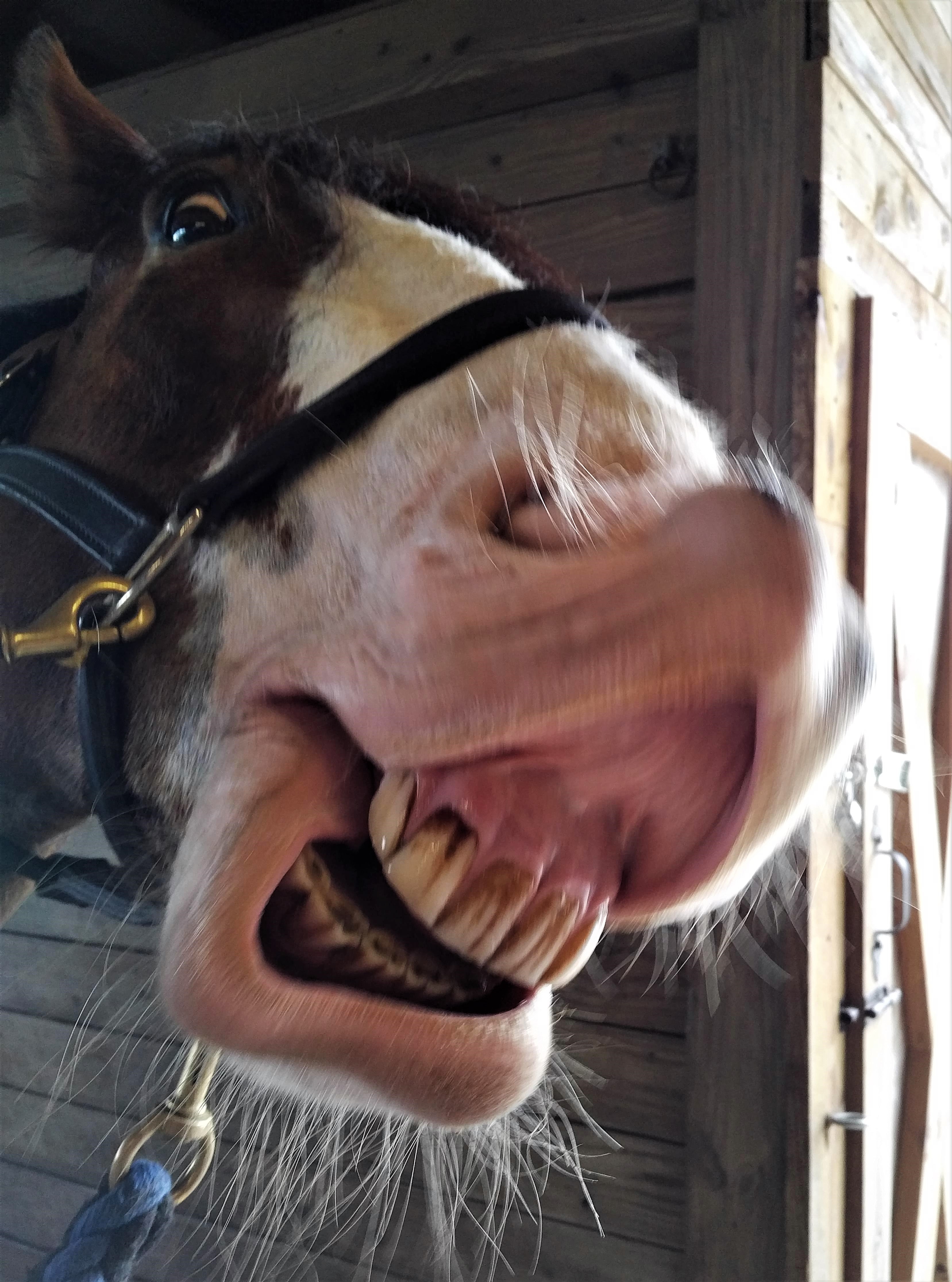 Monday Minstrel: From the Horse’s POV.