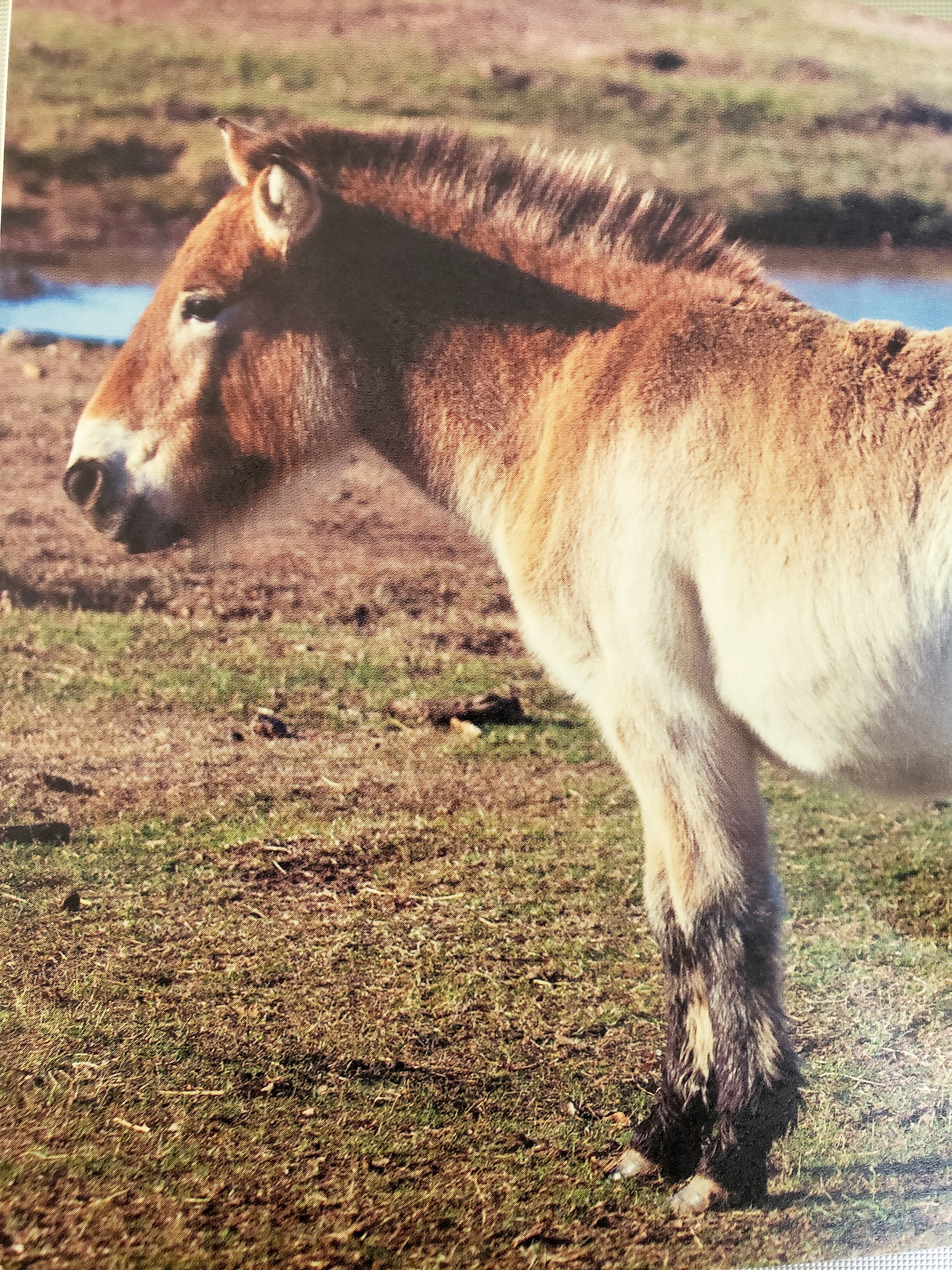 Monday Minstrel: Przewalski’s Horse