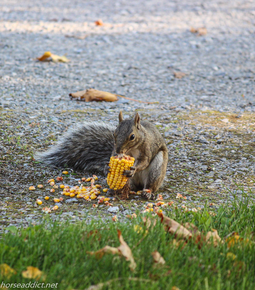 Silent Sunday: The Corn Field