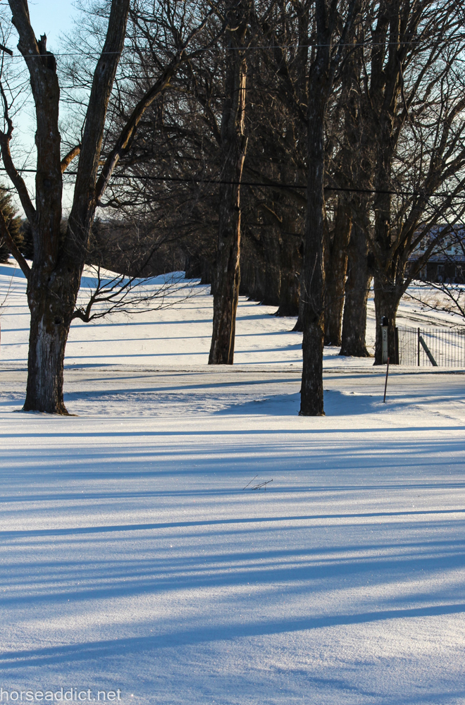 16 OF SNOW visual data 4