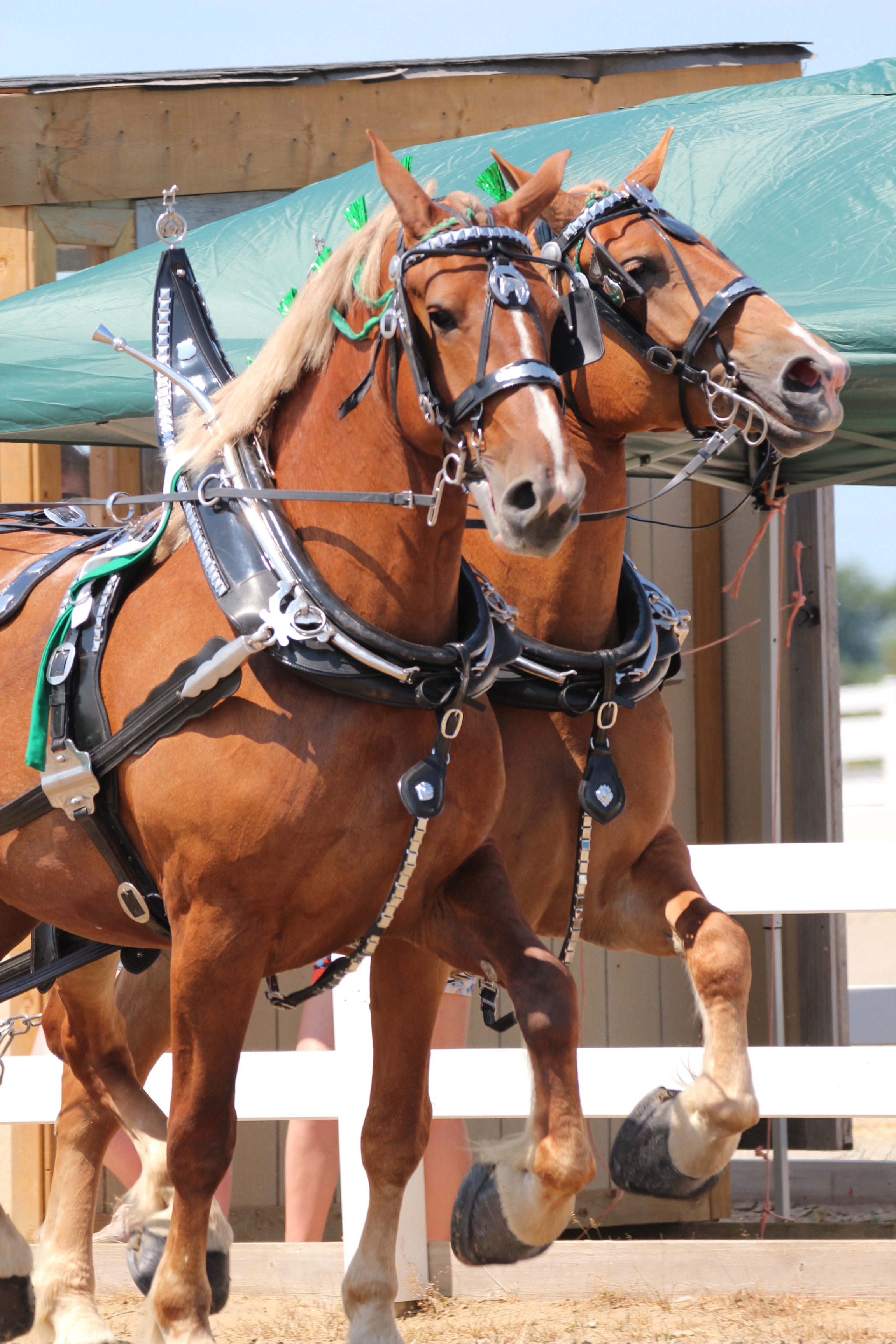 Two Belgian Draft horses in harness.