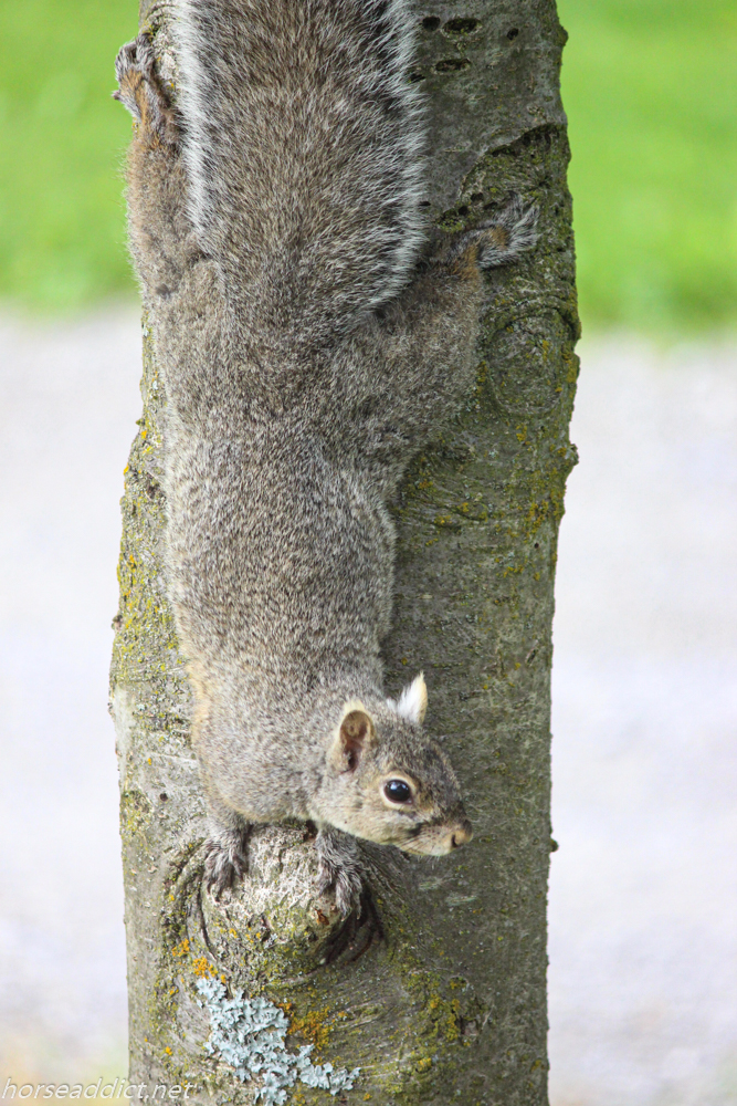 CFFC: Found in Nature.