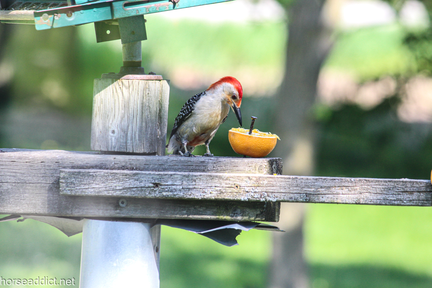 Bird of the Week: red breasted woodpecker.