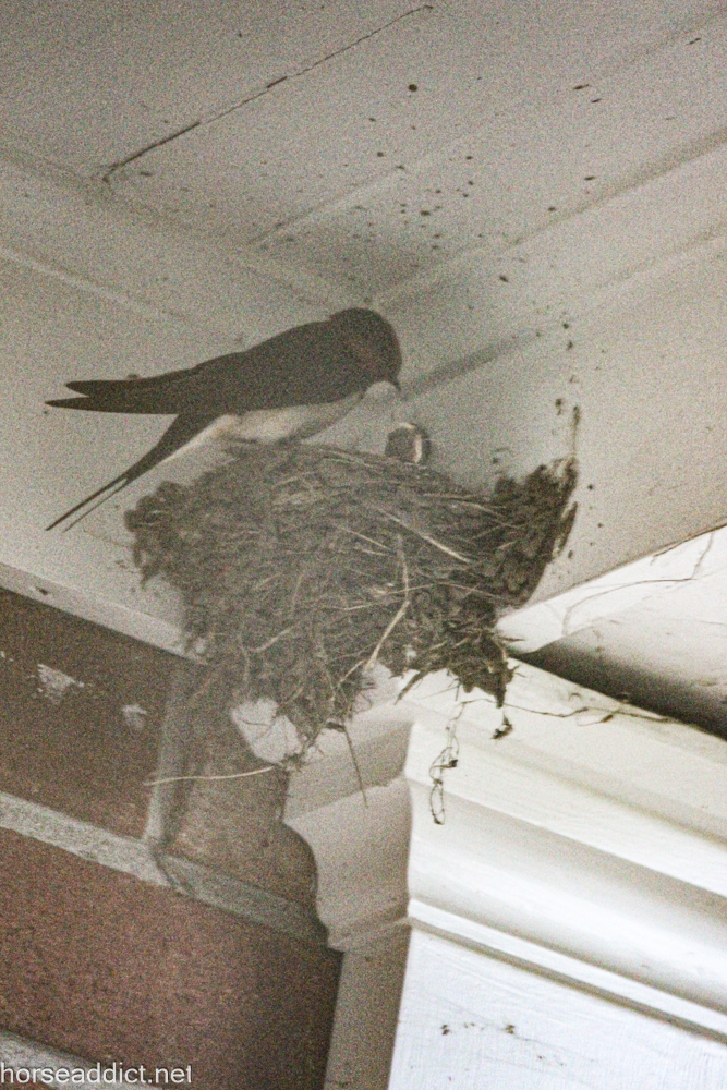 Barn Swallows: Birds of the week.