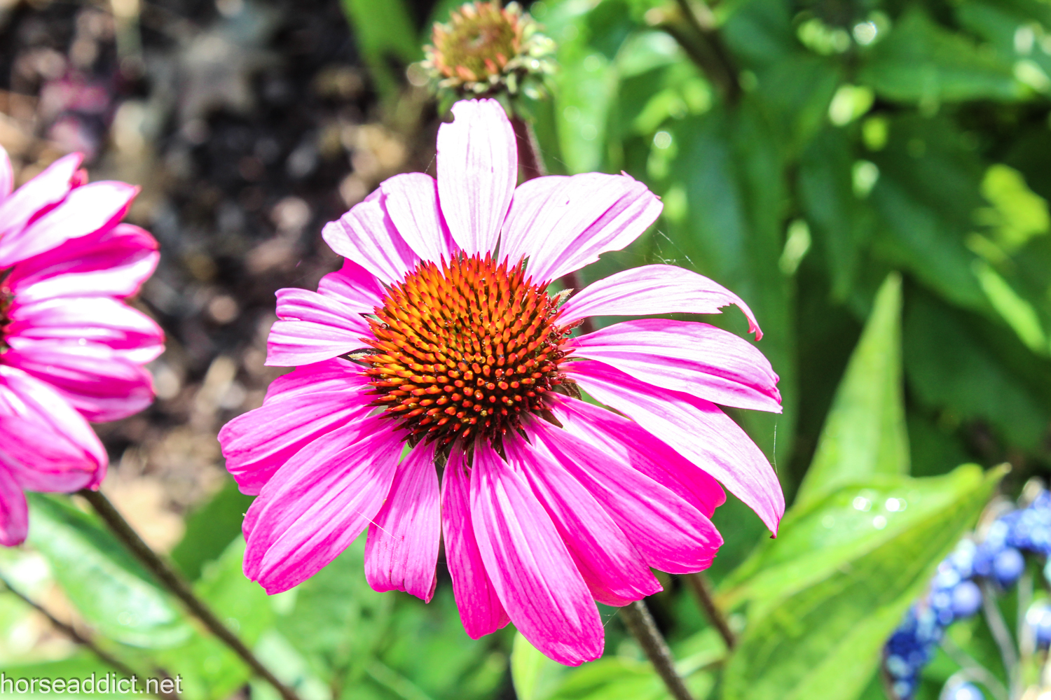 CMMC :Magenta!