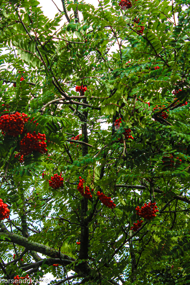 FOTD:Mountain Ash