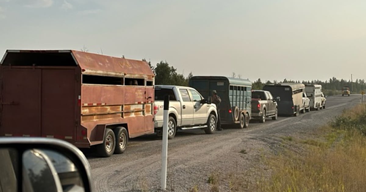 Horses rescued from  the wildfires !
