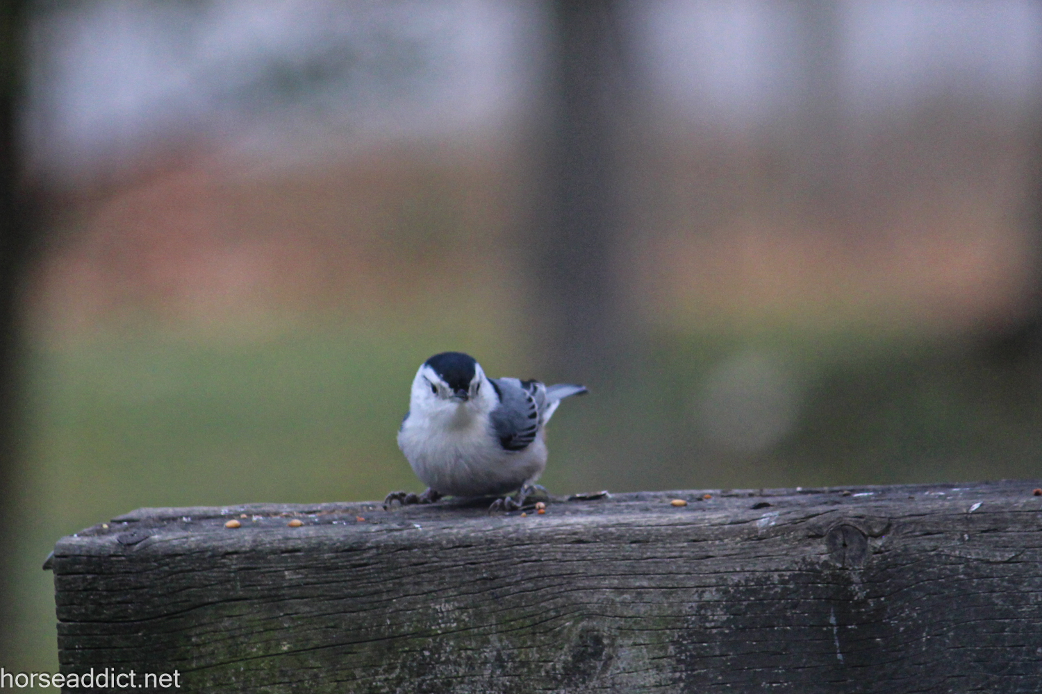 Bird of the week XXXI