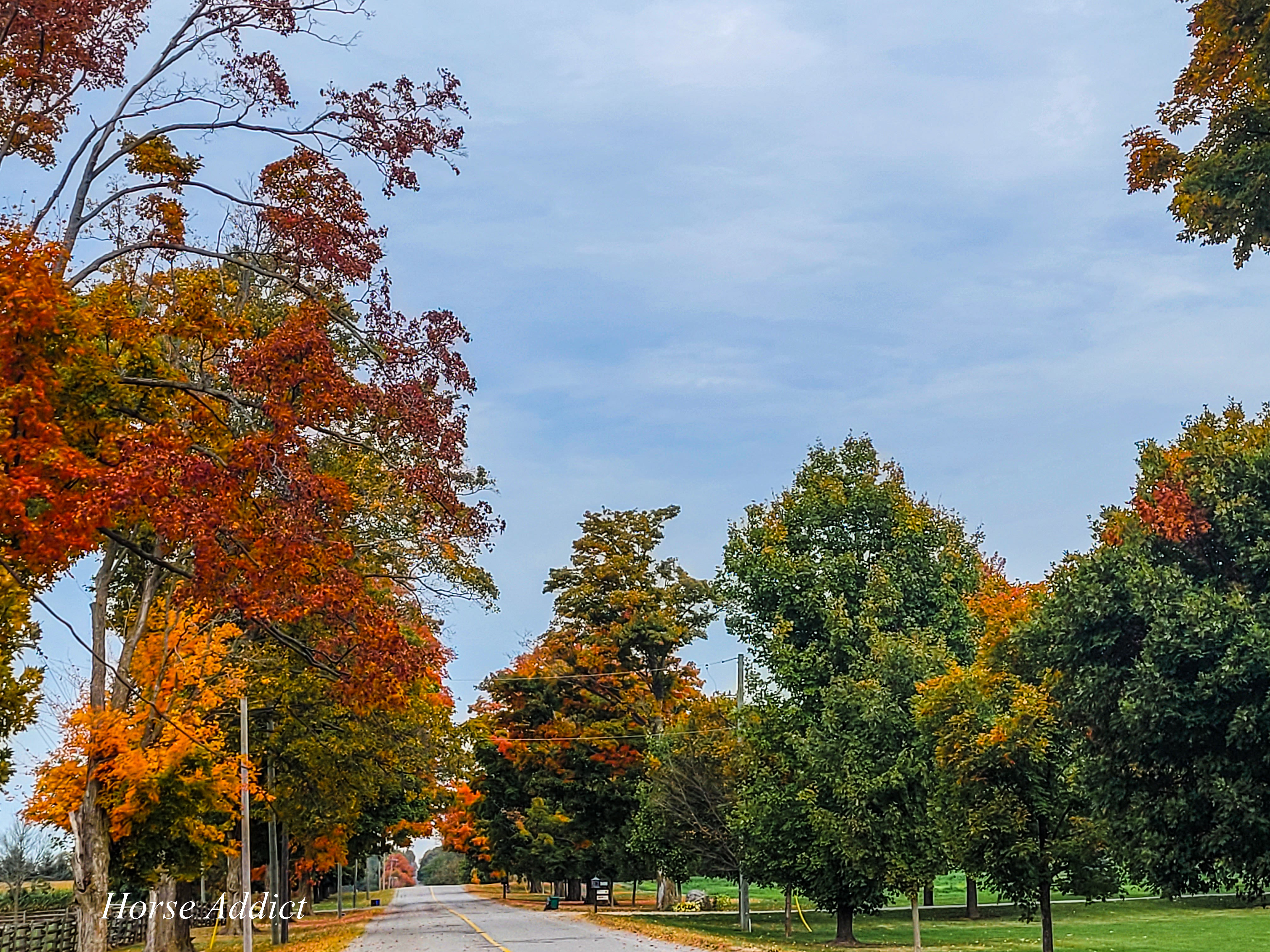 Week 3 Festival of Leaves