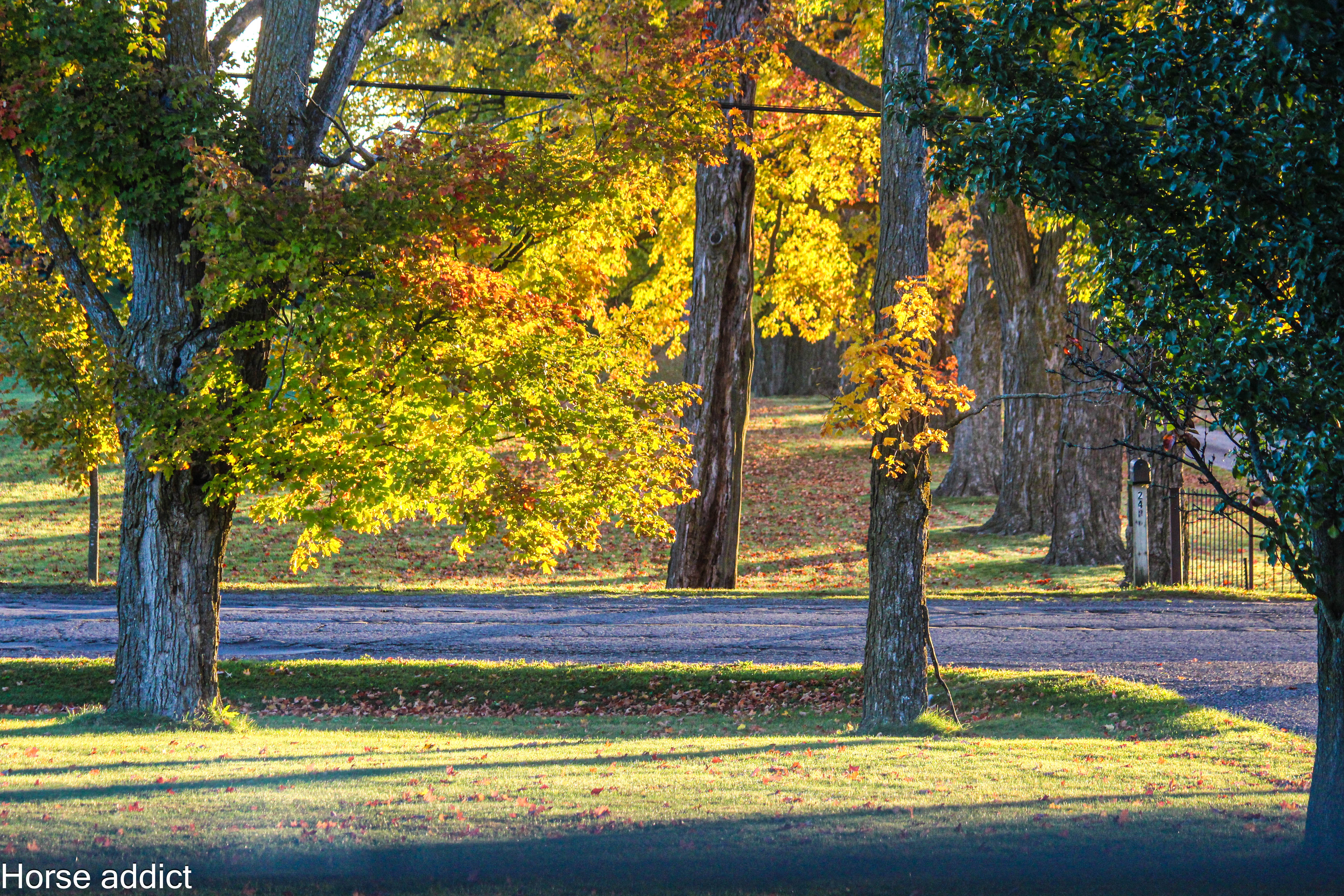 CWWC:Autumn