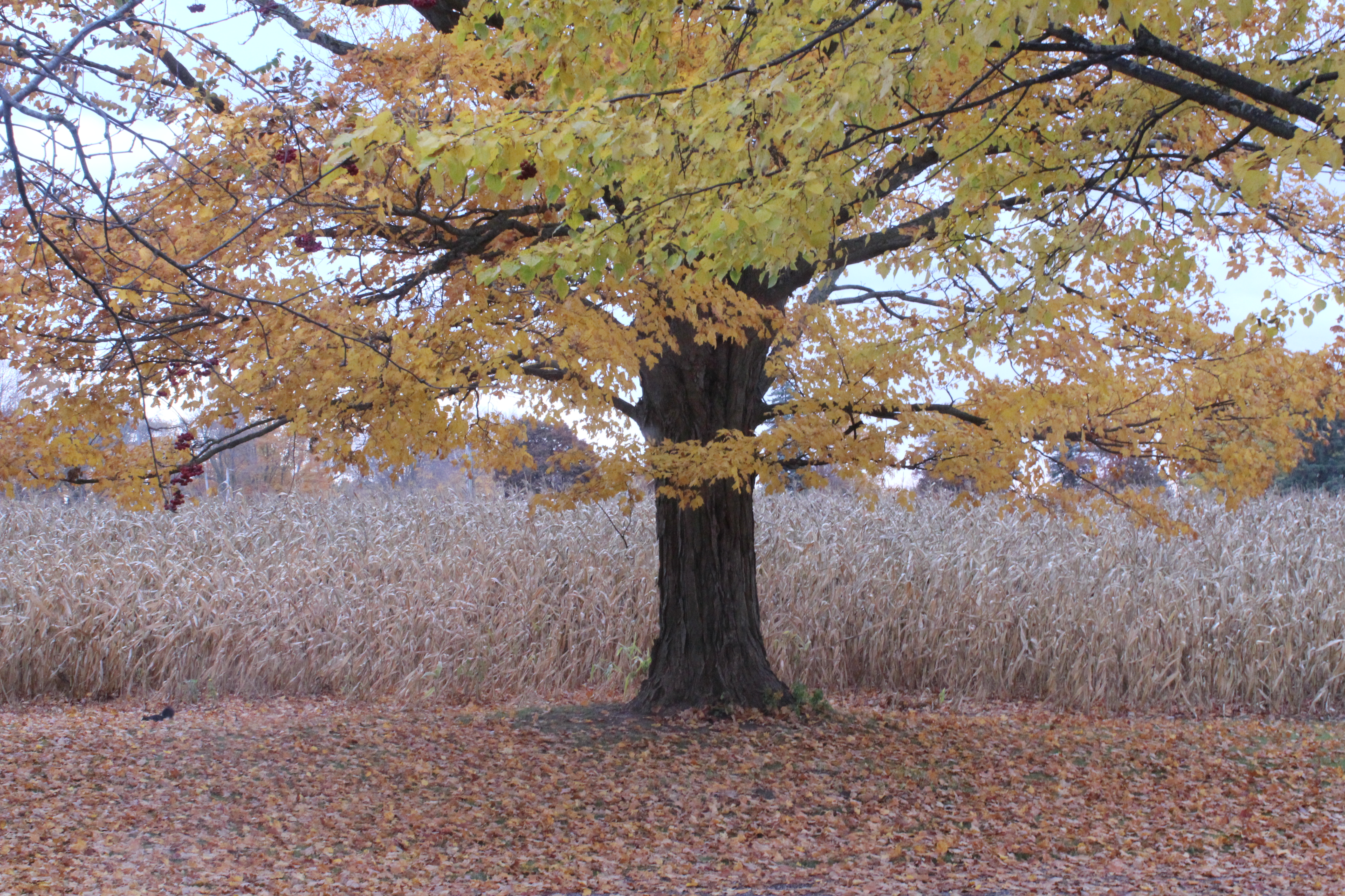 Festival of Leaves Last week for me.