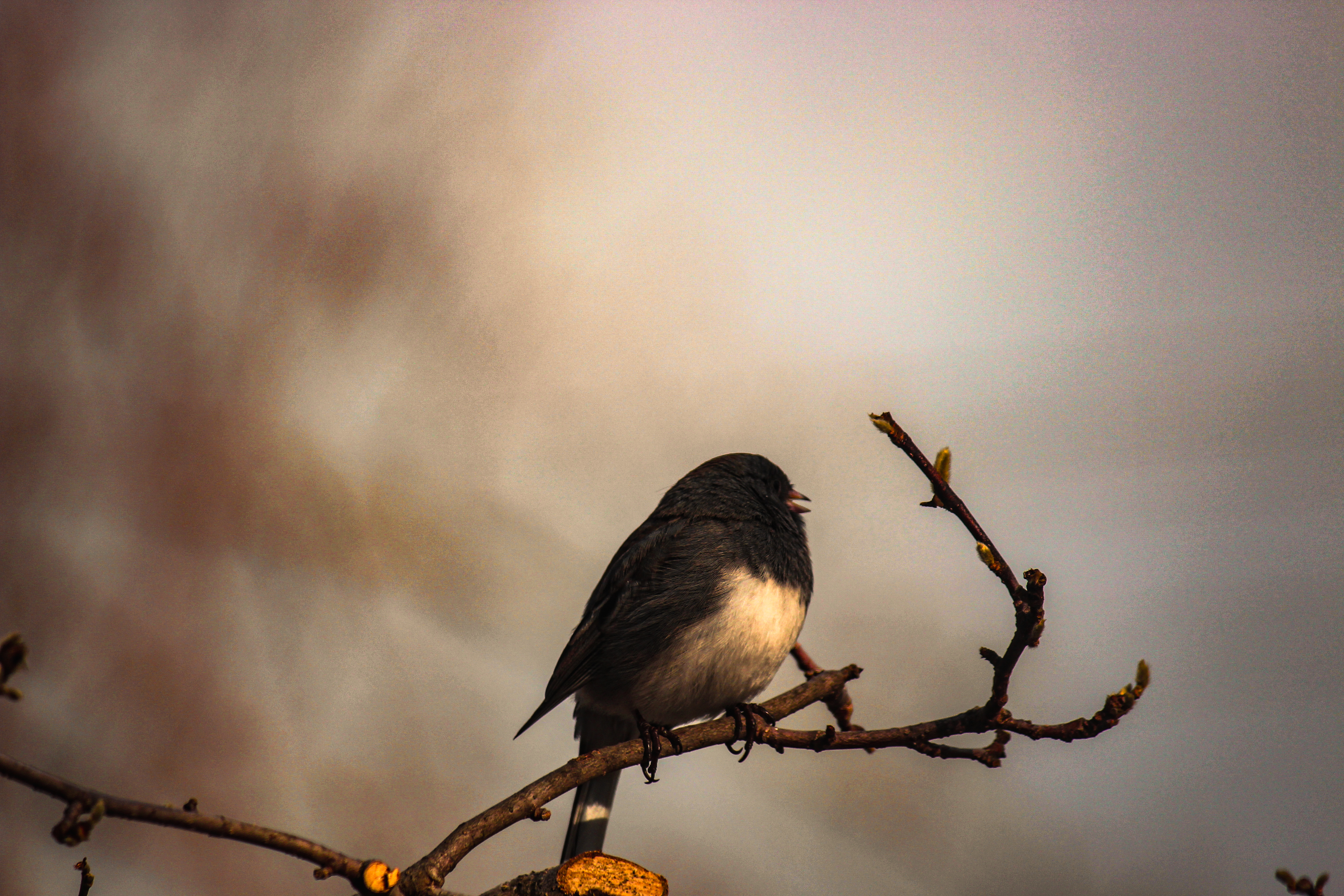 Monday Portrait+Bird of the Week XXXIII