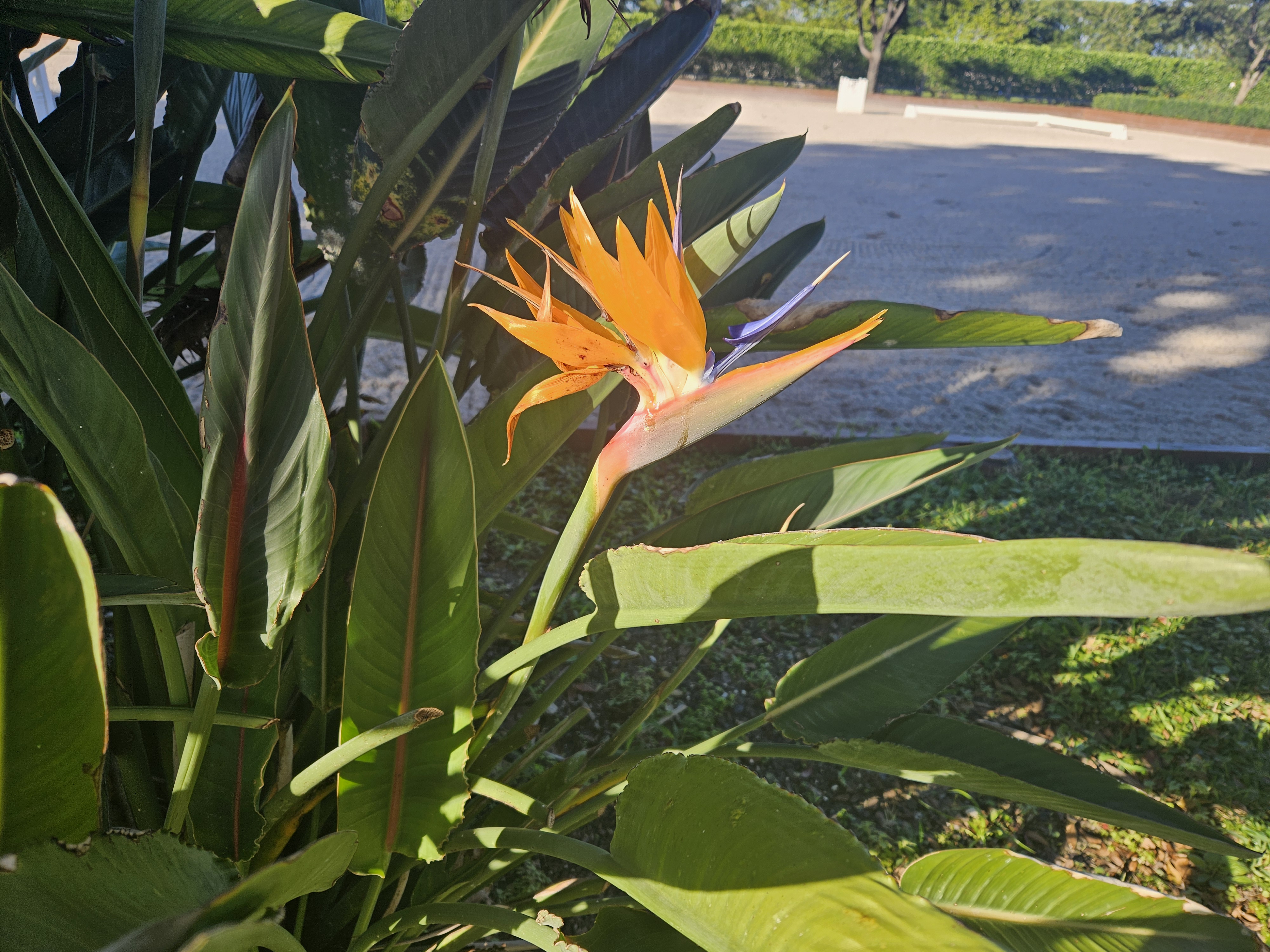 FOTD: Bird of Paradise