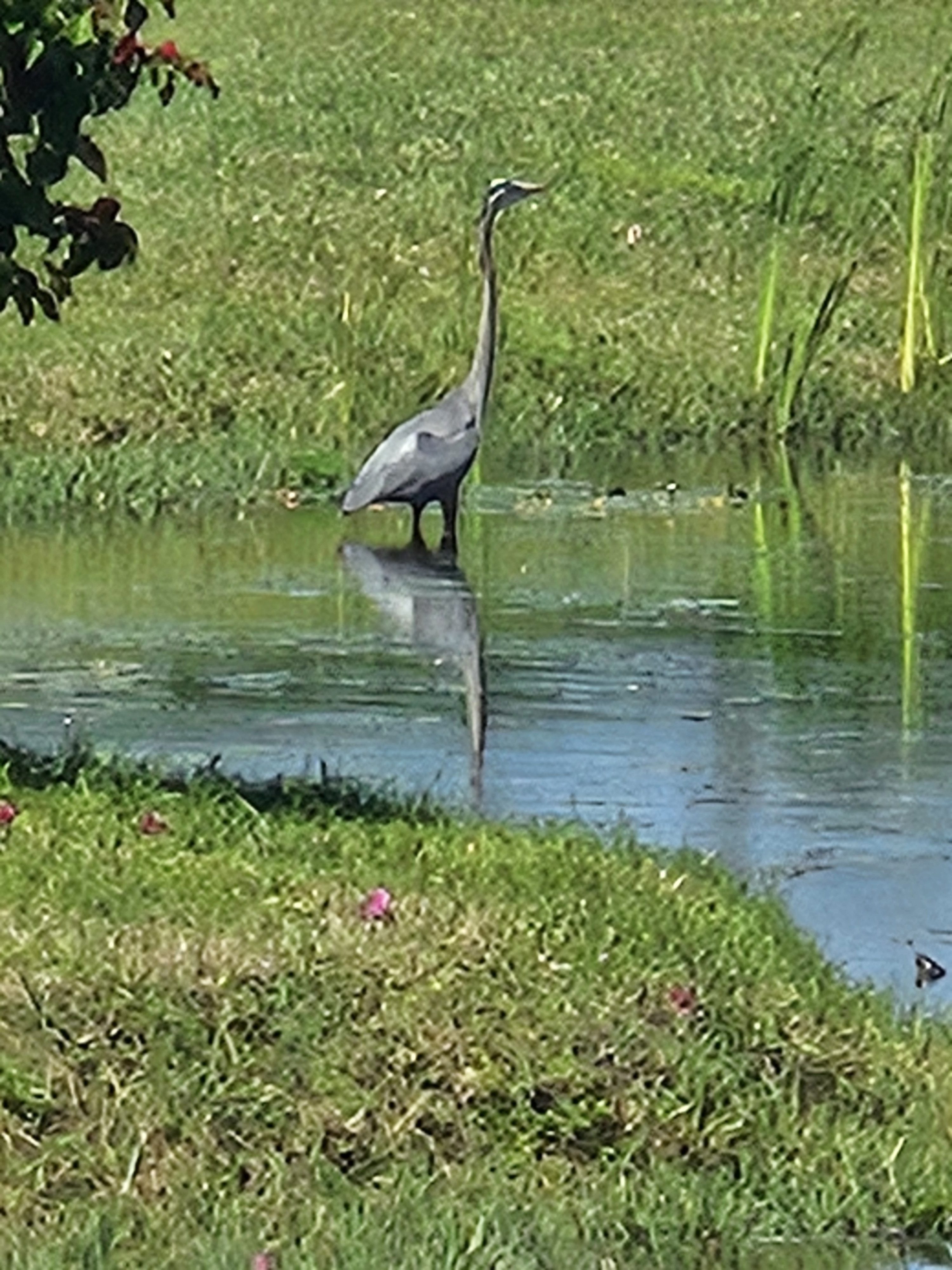 Bird of the week LII