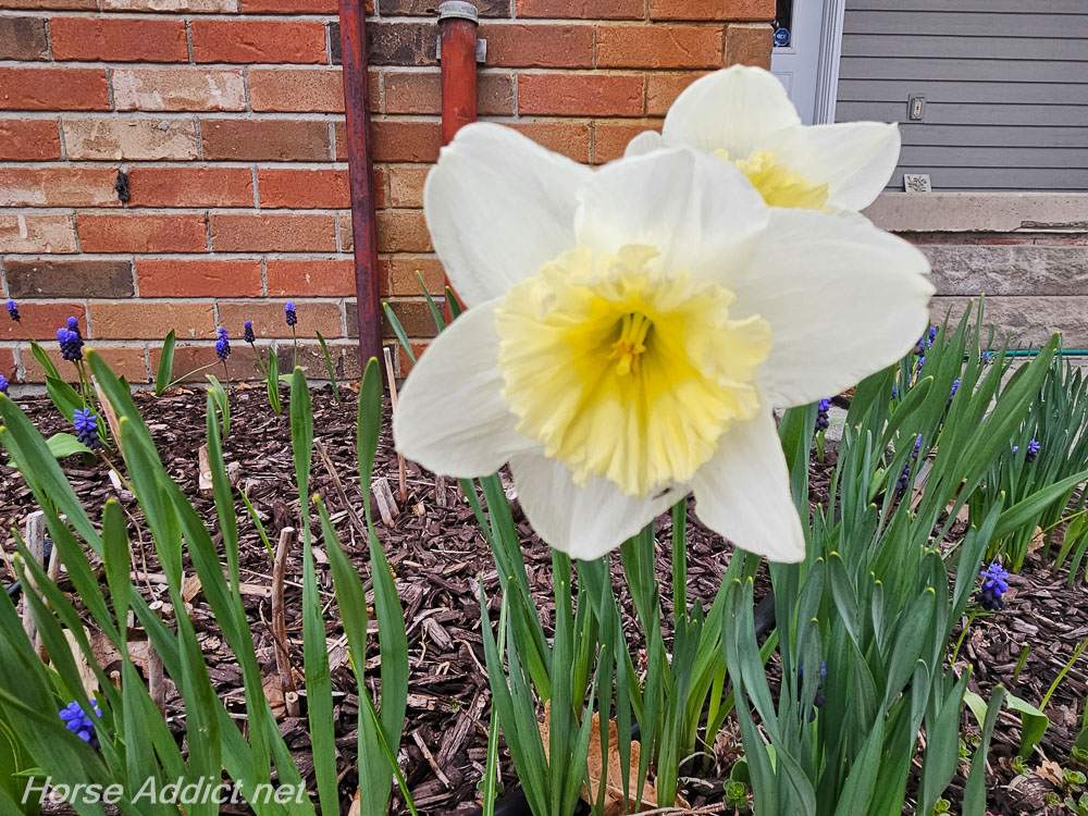 FOTD:Spring Daffodils