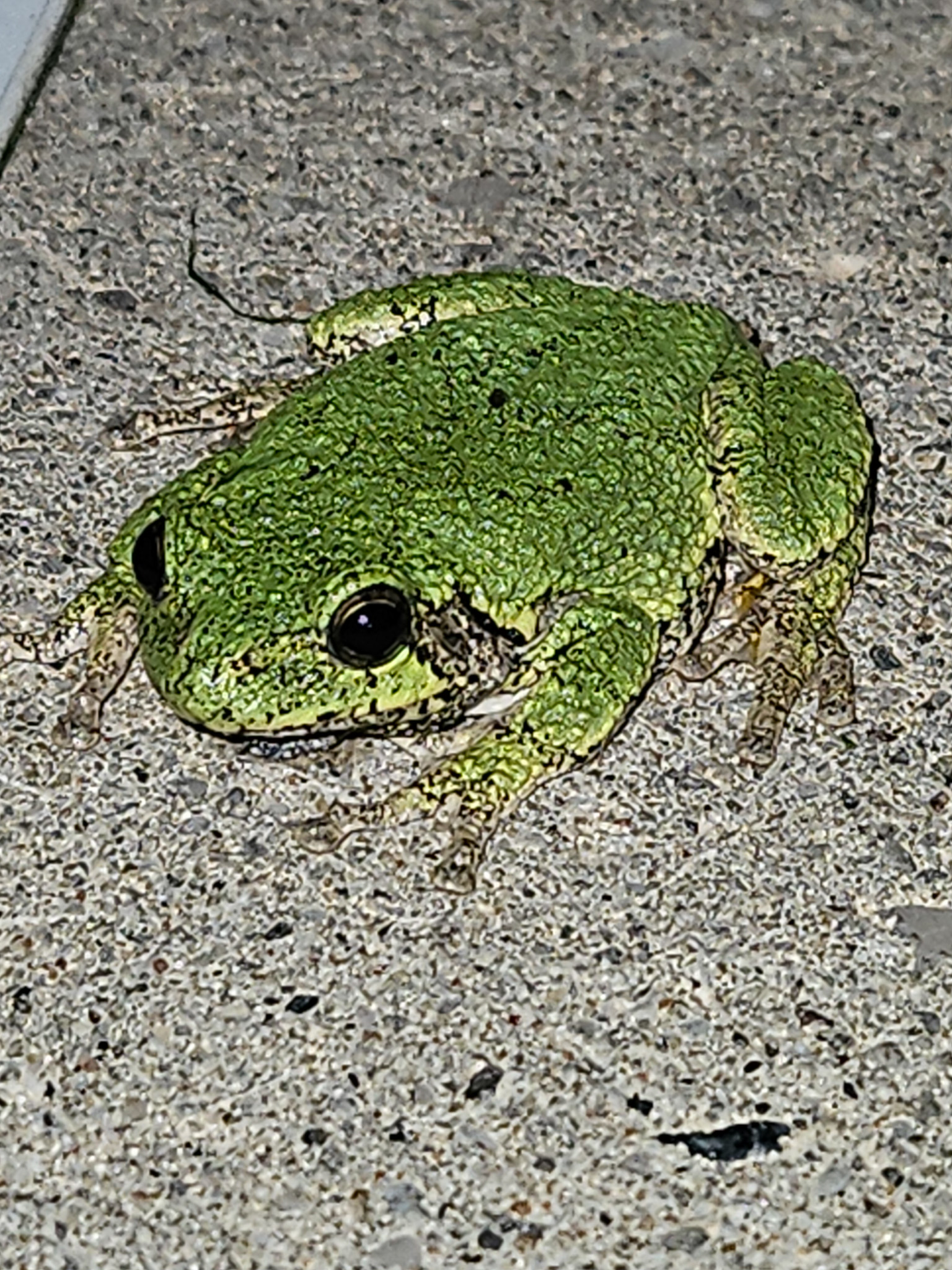 Is it a Spring peeper or a toad?